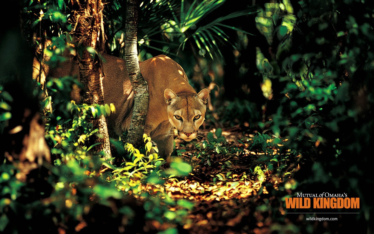 壁纸1440x900 puma 美洲狮桌面壁纸壁纸 Wild Kingdom 野生动物王国高清壁纸壁纸 Wild Kingdom 野生动物王国高清壁纸图片 Wild Kingdom 野生动物王国高清壁纸素材 动物壁纸 动物图库 动物图片素材桌面壁纸