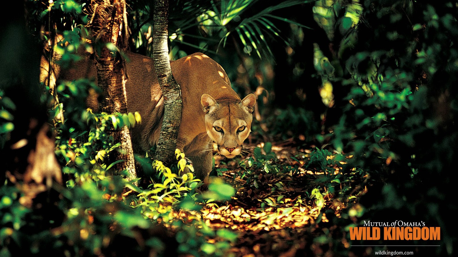 壁纸1600x900 puma 美洲狮桌面壁纸壁纸 Wild Kingdom 野生动物王国高清壁纸壁纸 Wild Kingdom 野生动物王国高清壁纸图片 Wild Kingdom 野生动物王国高清壁纸素材 动物壁纸 动物图库 动物图片素材桌面壁纸