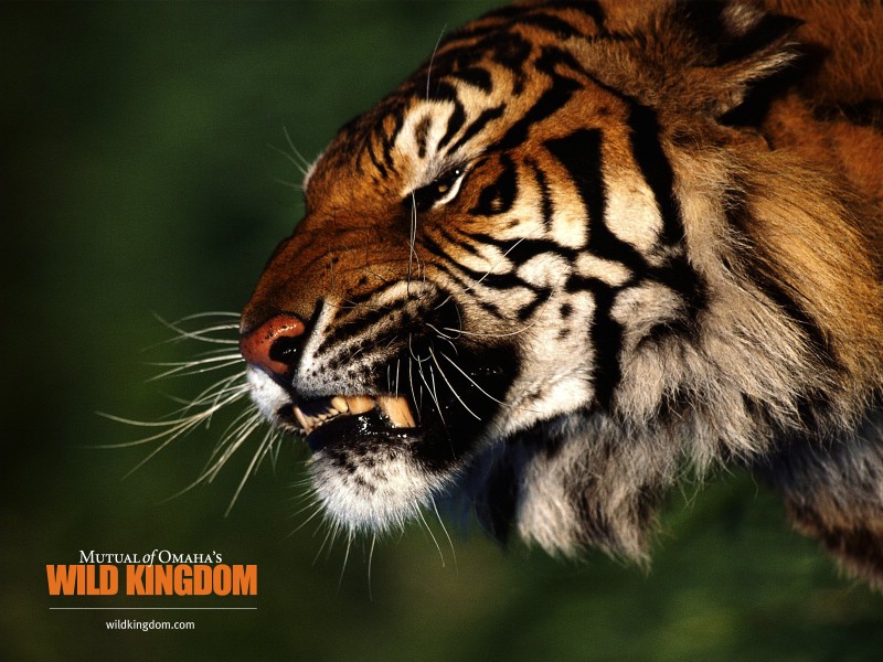 壁纸800x600 tiger 老虎桌面壁纸壁纸 Wild Kingdom 野生动物王国高清壁纸壁纸 Wild Kingdom 野生动物王国高清壁纸图片 Wild Kingdom 野生动物王国高清壁纸素材 动物壁纸 动物图库 动物图片素材桌面壁纸