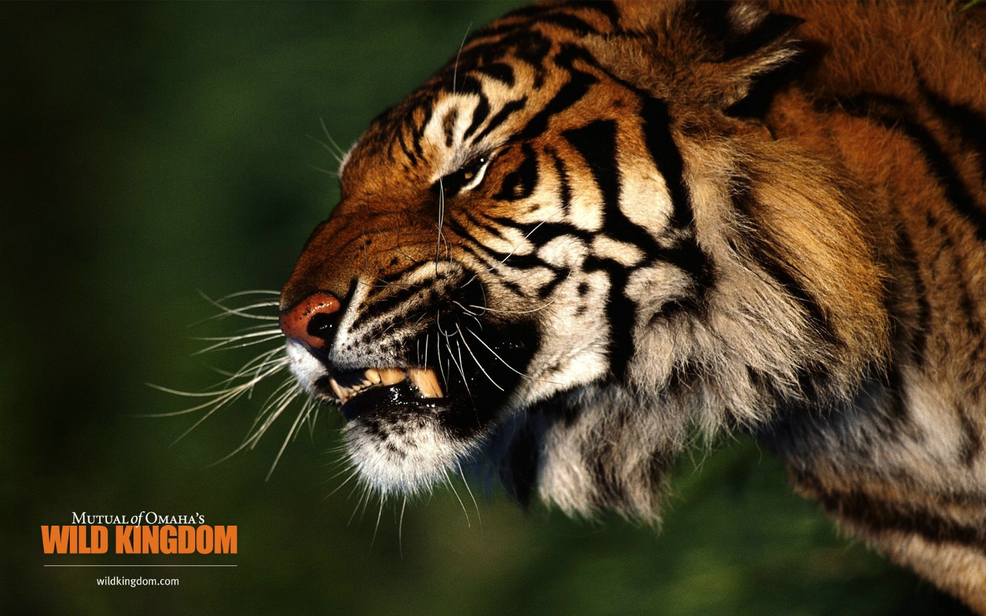 壁纸1440x900 tiger 老虎桌面壁纸壁纸 Wild Kingdom 野生动物王国高清壁纸壁纸 Wild Kingdom 野生动物王国高清壁纸图片 Wild Kingdom 野生动物王国高清壁纸素材 动物壁纸 动物图库 动物图片素材桌面壁纸