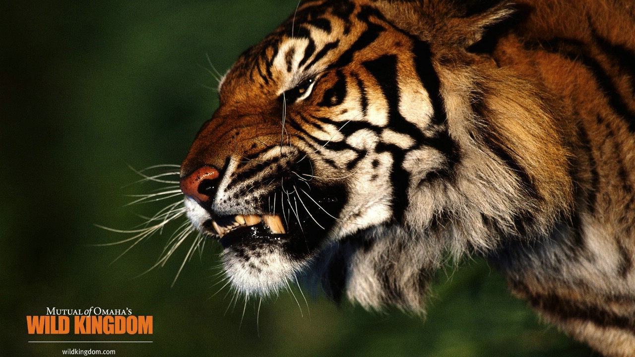 壁纸1280x720 tiger 老虎桌面壁纸壁纸 Wild Kingdom 野生动物王国高清壁纸壁纸 Wild Kingdom 野生动物王国高清壁纸图片 Wild Kingdom 野生动物王国高清壁纸素材 动物壁纸 动物图库 动物图片素材桌面壁纸