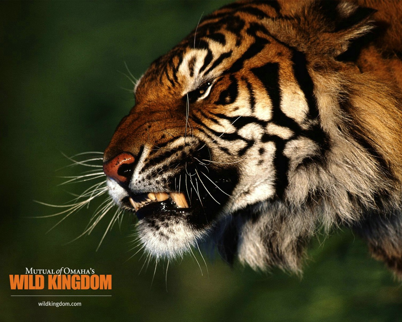 壁纸1280x1024 tiger 老虎桌面壁纸壁纸 Wild Kingdom 野生动物王国高清壁纸壁纸 Wild Kingdom 野生动物王国高清壁纸图片 Wild Kingdom 野生动物王国高清壁纸素材 动物壁纸 动物图库 动物图片素材桌面壁纸