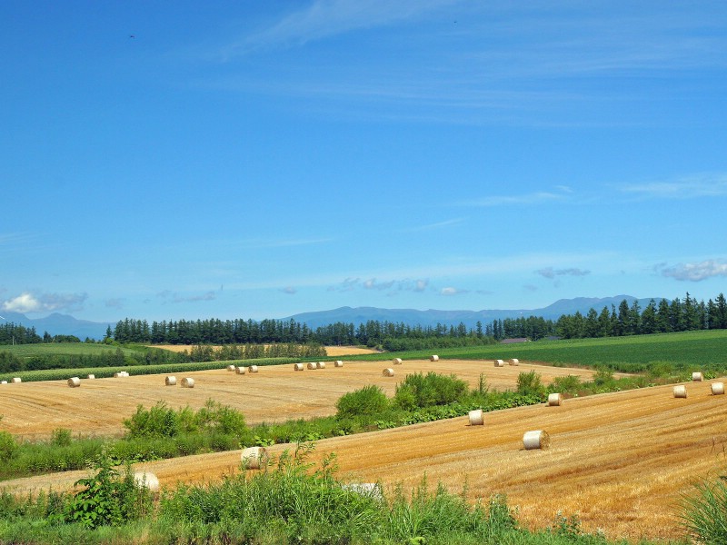 壁纸800x600北海道天堂 富良野与美瑛田园摄影集 北海道农场上丘陵牧草卷1920 1200壁纸 北海道天堂富良野与美瑛田园摄影集壁纸 北海道天堂富良野与美瑛田园摄影集图片 北海道天堂富良野与美瑛田园摄影集素材 风景壁纸 风景图库 风景图片素材桌面壁纸