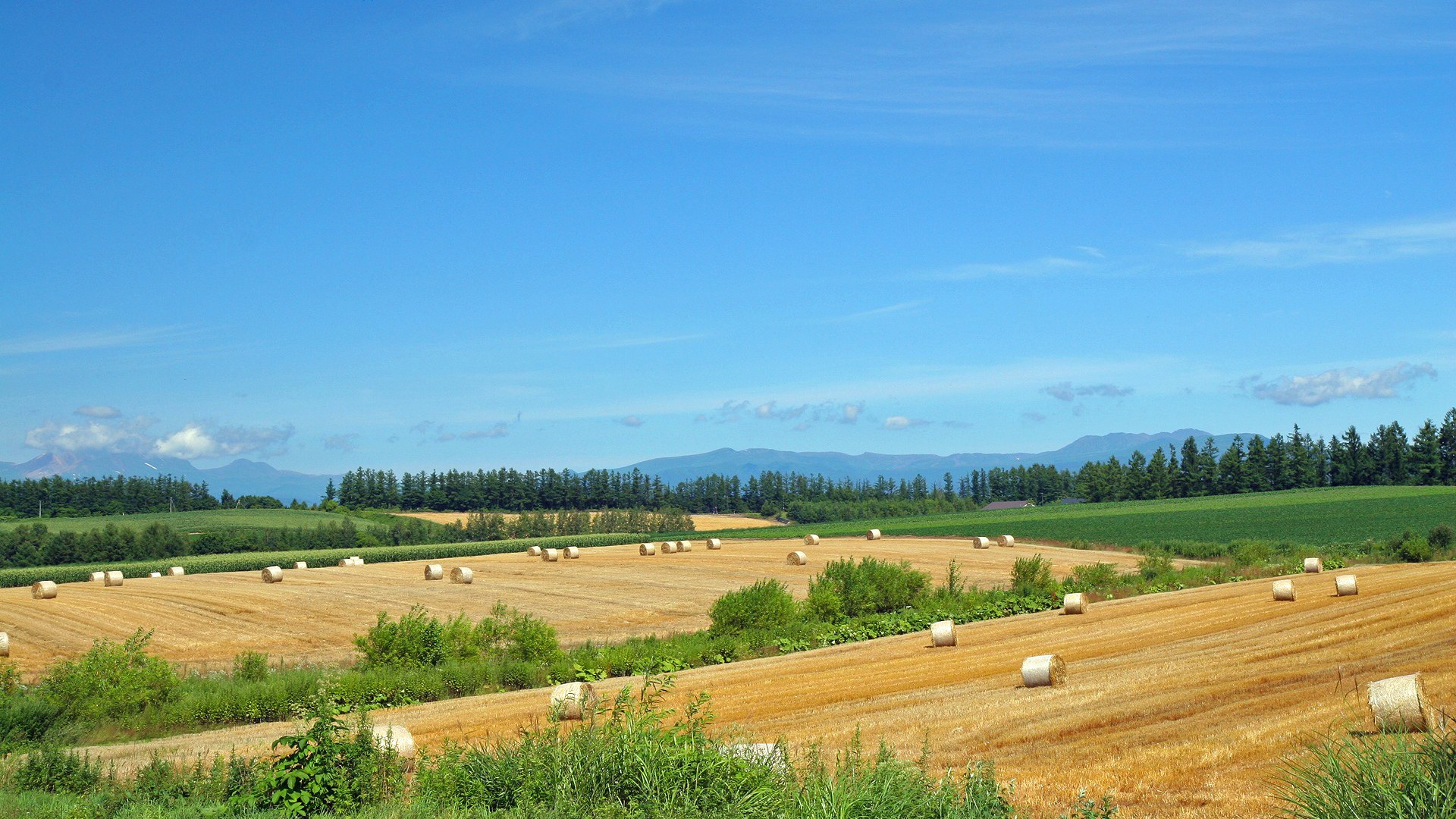 壁纸1920x1080北海道天堂 富良野与美瑛田园摄影集 北海道农场上丘陵牧草卷1920 1200壁纸 北海道天堂富良野与美瑛田园摄影集壁纸 北海道天堂富良野与美瑛田园摄影集图片 北海道天堂富良野与美瑛田园摄影集素材 风景壁纸 风景图库 风景图片素材桌面壁纸