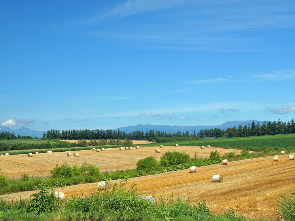 壁纸1024x768北海道天堂 富良野与美瑛田园摄影集 北海道农场上丘陵牧草卷1920 1200壁纸 北海道天堂富良野与美瑛田园摄影集壁纸 北海道天堂富良野与美瑛田园摄影集图片 北海道天堂富良野与美瑛田园摄影集素材 风景壁纸 风景图库 风景图片素材桌面壁纸