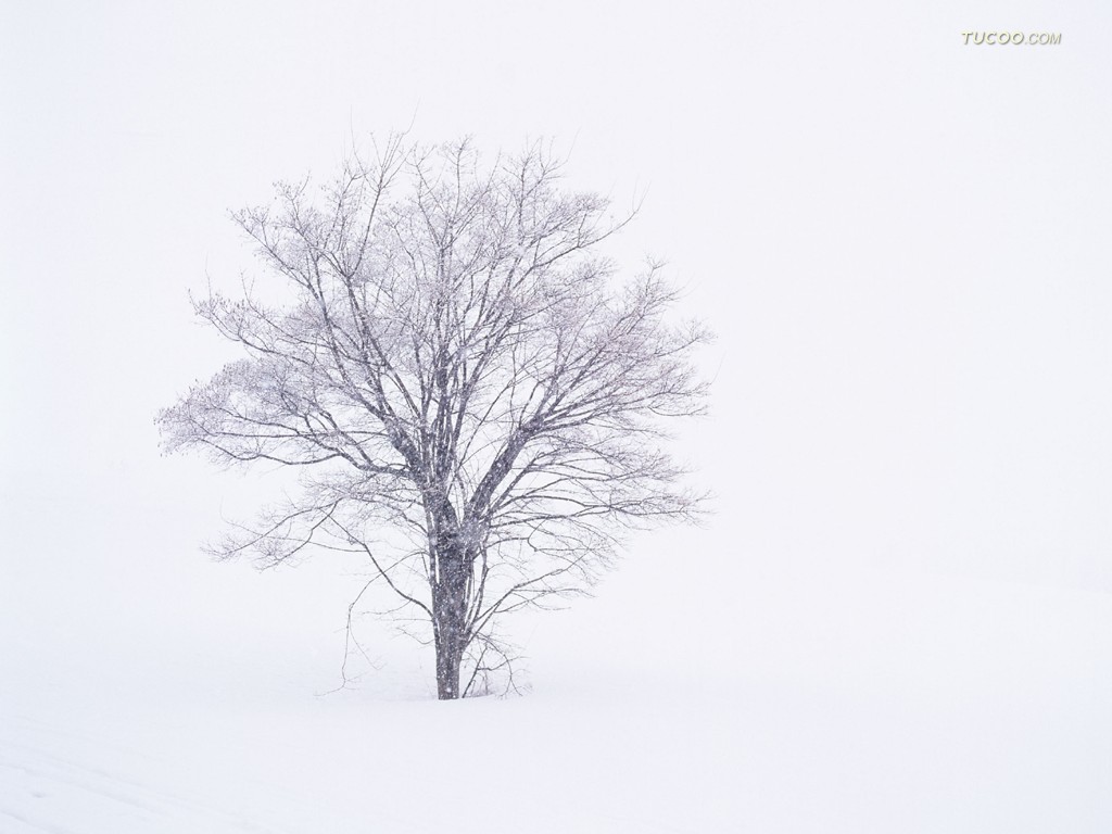 壁纸1024x768 日本北海道雪景壁纸 Desktop wallpaper of hokkaido Japan壁纸 北海道之冬 hokkaido Japan壁纸 北海道之冬 hokkaido Japan图片 北海道之冬 hokkaido Japan素材 风景壁纸 风景图库 风景图片素材桌面壁纸