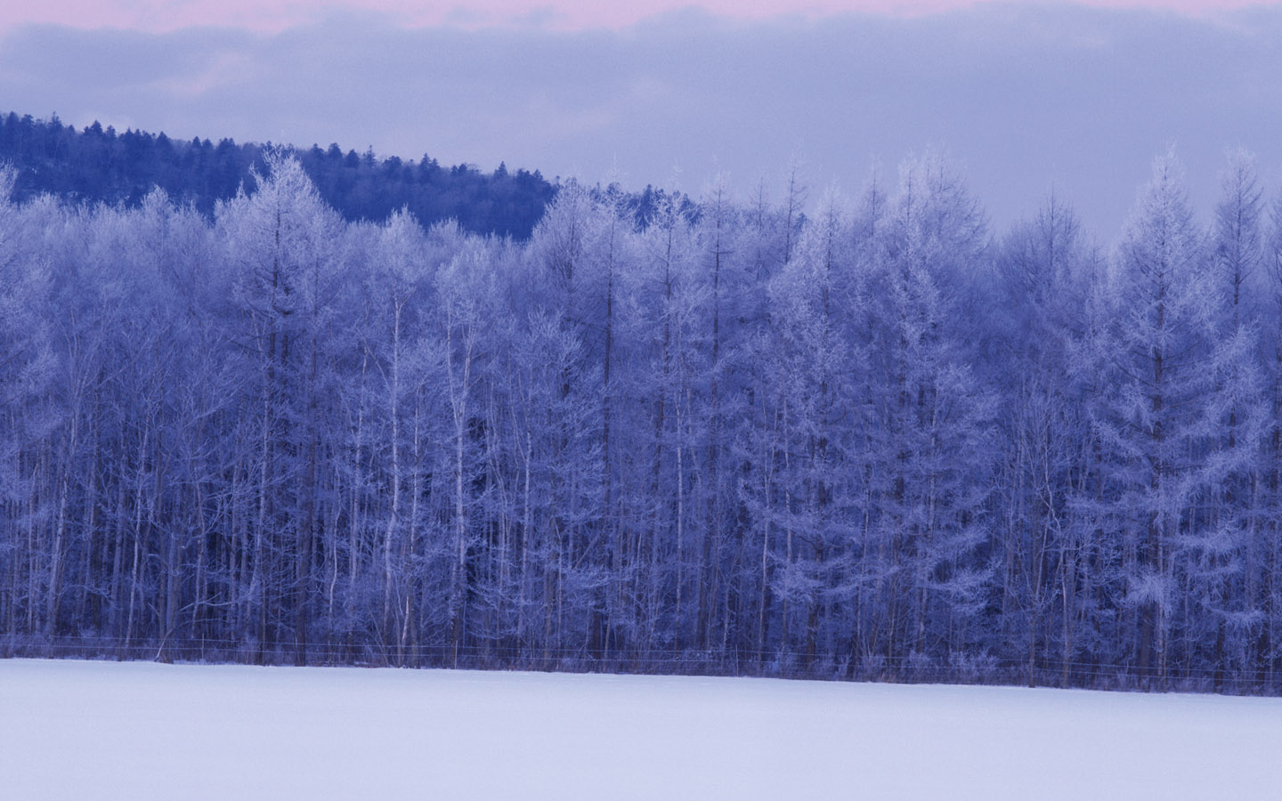 壁纸1440x900 Snow Winter Scene Wallpaper Snow covered trees and branches壁纸 冰天雪地-冬天雪景壁纸(一)壁纸 冰天雪地-冬天雪景壁纸(一)图片 冰天雪地-冬天雪景壁纸(一)素材 风景壁纸 风景图库 风景图片素材桌面壁纸