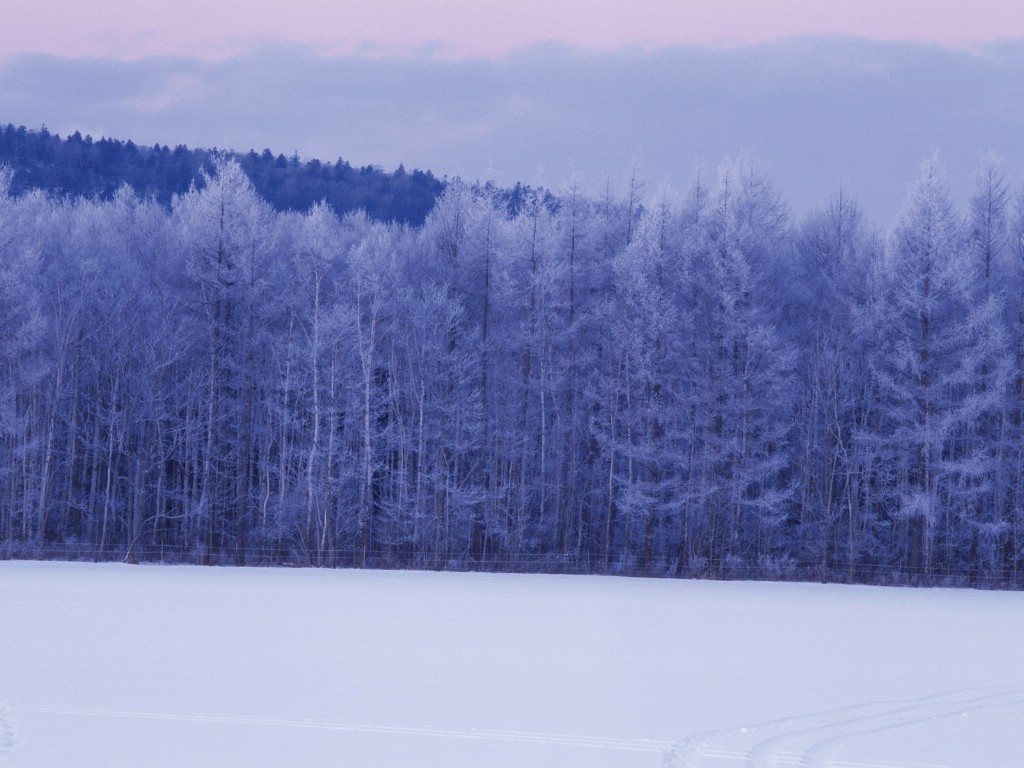 壁纸1024x768 Snow Winter Scene Wallpaper Snow covered trees and branches壁纸 冰天雪地-冬天雪景壁纸(一)壁纸 冰天雪地-冬天雪景壁纸(一)图片 冰天雪地-冬天雪景壁纸(一)素材 风景壁纸 风景图库 风景图片素材桌面壁纸