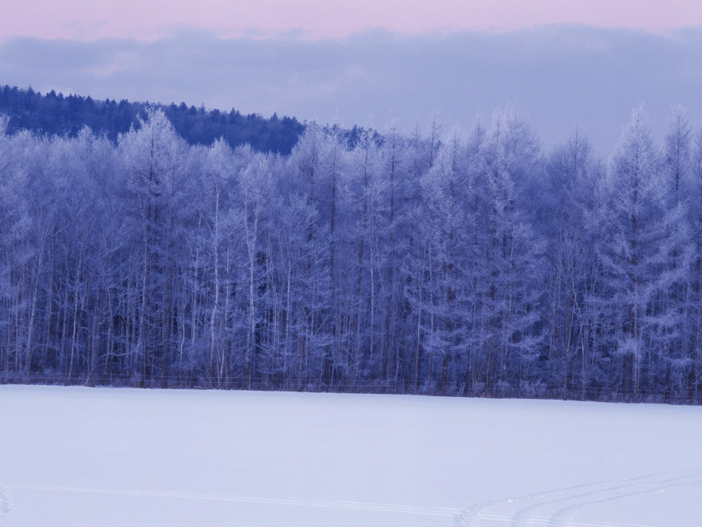 壁纸1400x1050 Snow Winter Scene Wallpaper Snow covered trees and branches壁纸 冰天雪地-冬天雪景壁纸(一)壁纸 冰天雪地-冬天雪景壁纸(一)图片 冰天雪地-冬天雪景壁纸(一)素材 风景壁纸 风景图库 风景图片素材桌面壁纸