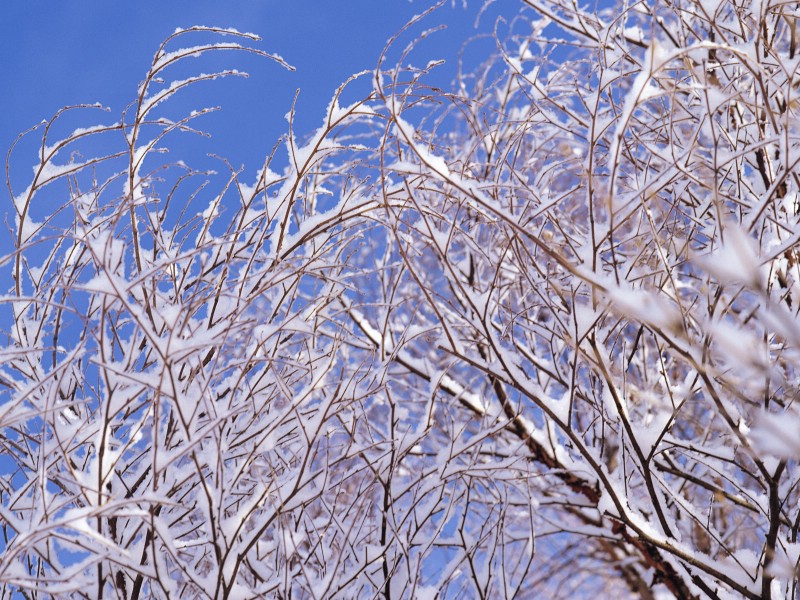 壁纸800x600 Snow Winter Scene Wallpaper Snow covered trees and branches壁纸 冰天雪地-冬天雪景壁纸(一)壁纸 冰天雪地-冬天雪景壁纸(一)图片 冰天雪地-冬天雪景壁纸(一)素材 风景壁纸 风景图库 风景图片素材桌面壁纸