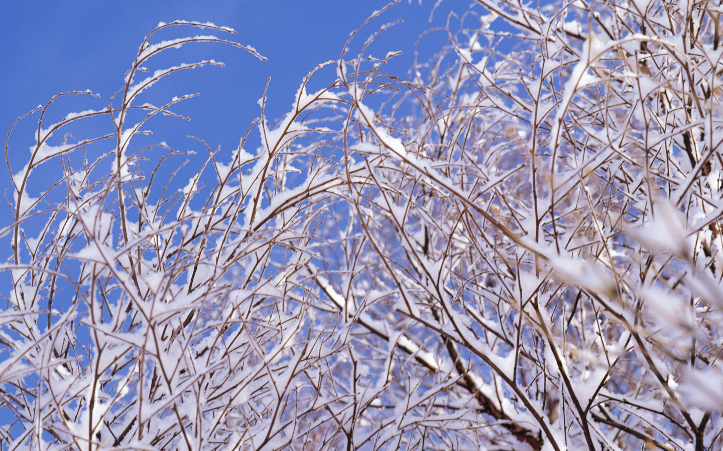 壁纸1440x900 Snow Winter Scene Wallpaper Snow covered trees and branches壁纸 冰天雪地-冬天雪景壁纸(一)壁纸 冰天雪地-冬天雪景壁纸(一)图片 冰天雪地-冬天雪景壁纸(一)素材 风景壁纸 风景图库 风景图片素材桌面壁纸