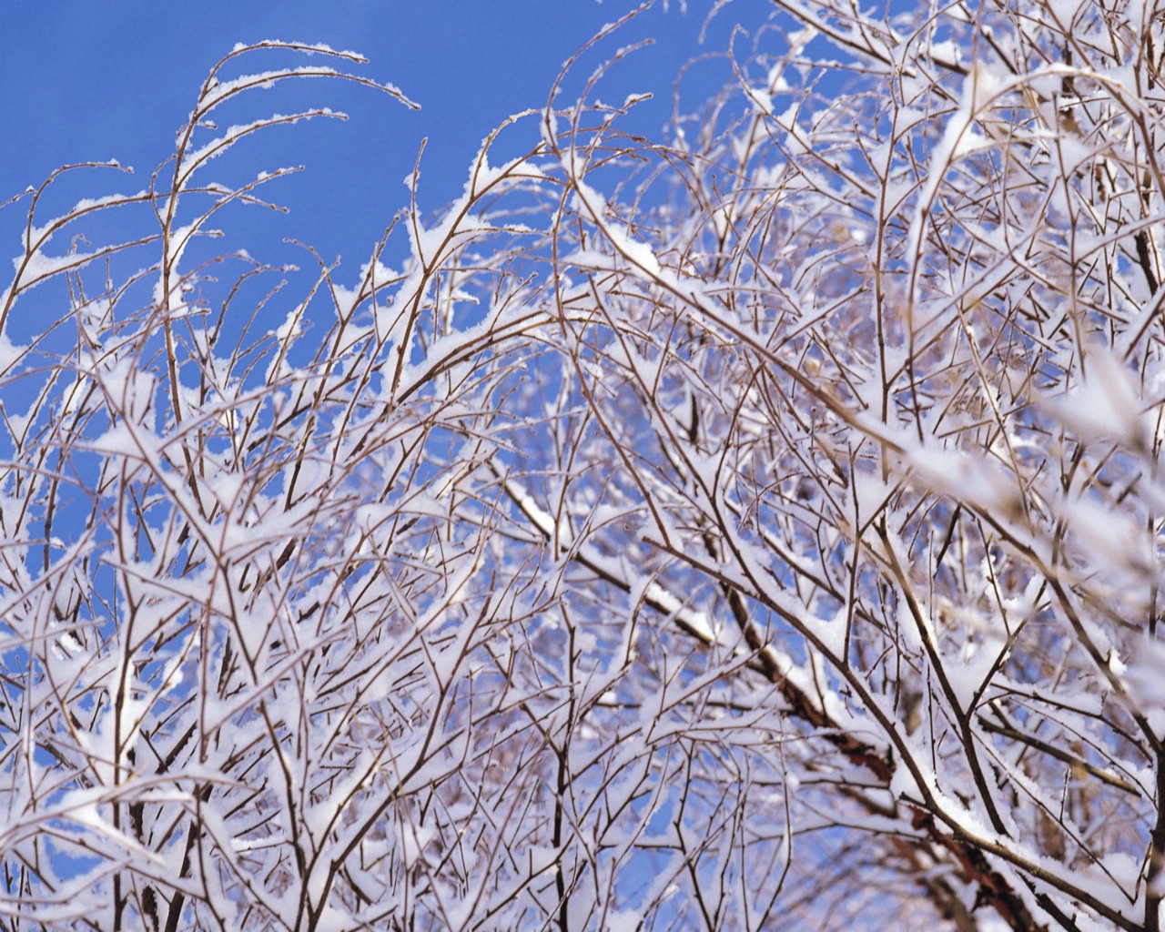 壁纸1280x1024 Snow Winter Scene Wallpaper Snow covered trees and branches壁纸 冰天雪地-冬天雪景壁纸(一)壁纸 冰天雪地-冬天雪景壁纸(一)图片 冰天雪地-冬天雪景壁纸(一)素材 风景壁纸 风景图库 风景图片素材桌面壁纸