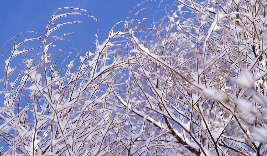 壁纸1024x600 Snow Winter Scene Wallpaper Snow covered trees and branches壁纸 冰天雪地-冬天雪景壁纸(一)壁纸 冰天雪地-冬天雪景壁纸(一)图片 冰天雪地-冬天雪景壁纸(一)素材 风景壁纸 风景图库 风景图片素材桌面壁纸