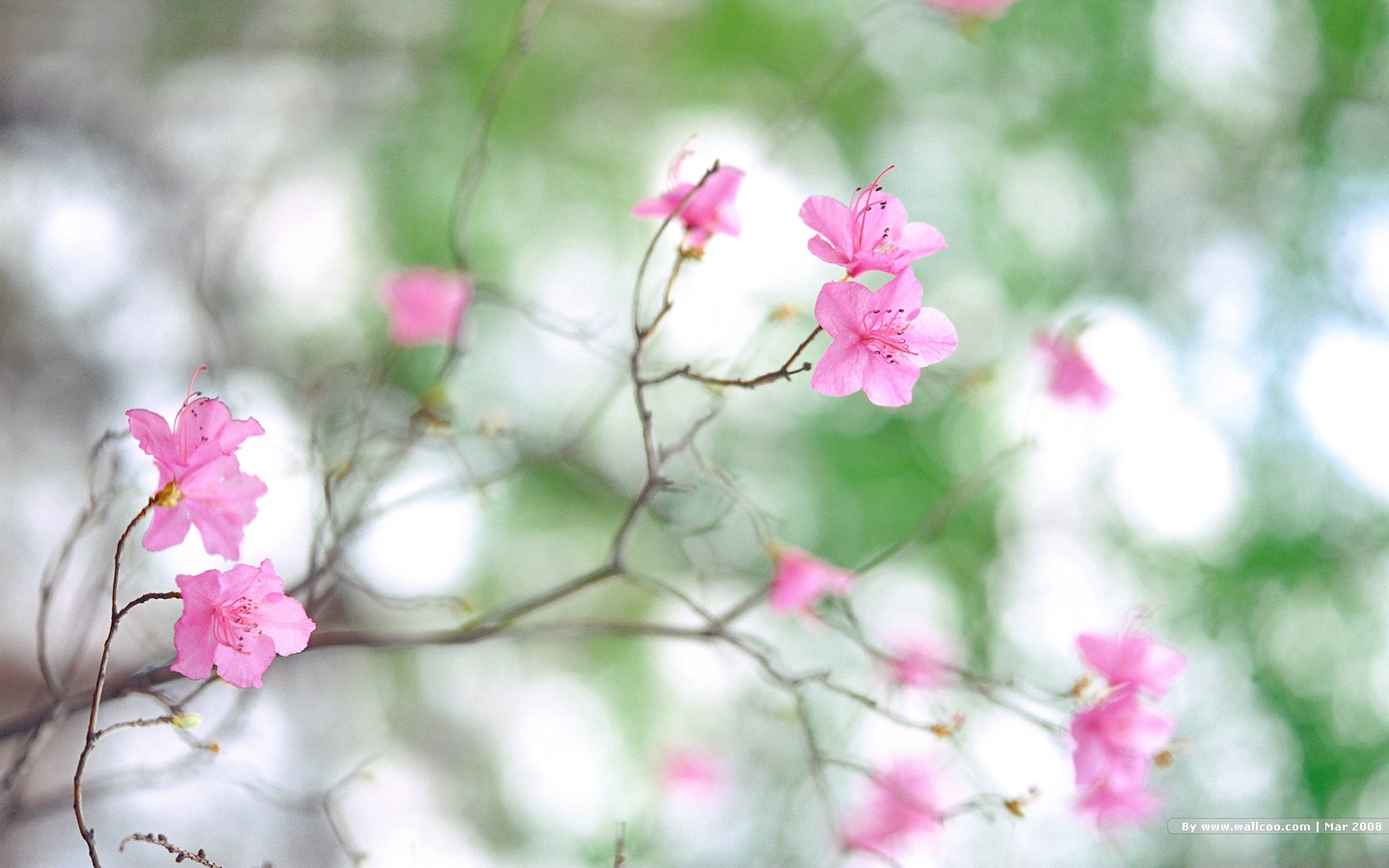 壁纸1440x900 春天风景图片 春季摄影 Nature Scene in Spring Season壁纸 春天的气息壁纸 春天的气息图片 春天的气息素材 风景壁纸 风景图库 风景图片素材桌面壁纸