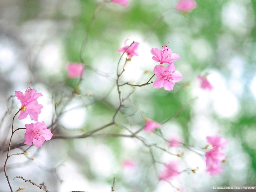 壁纸1024x768 春天风景图片 春季摄影 Nature Scene in Spring Season壁纸 春天的气息壁纸 春天的气息图片 春天的气息素材 风景壁纸 风景图库 风景图片素材桌面壁纸