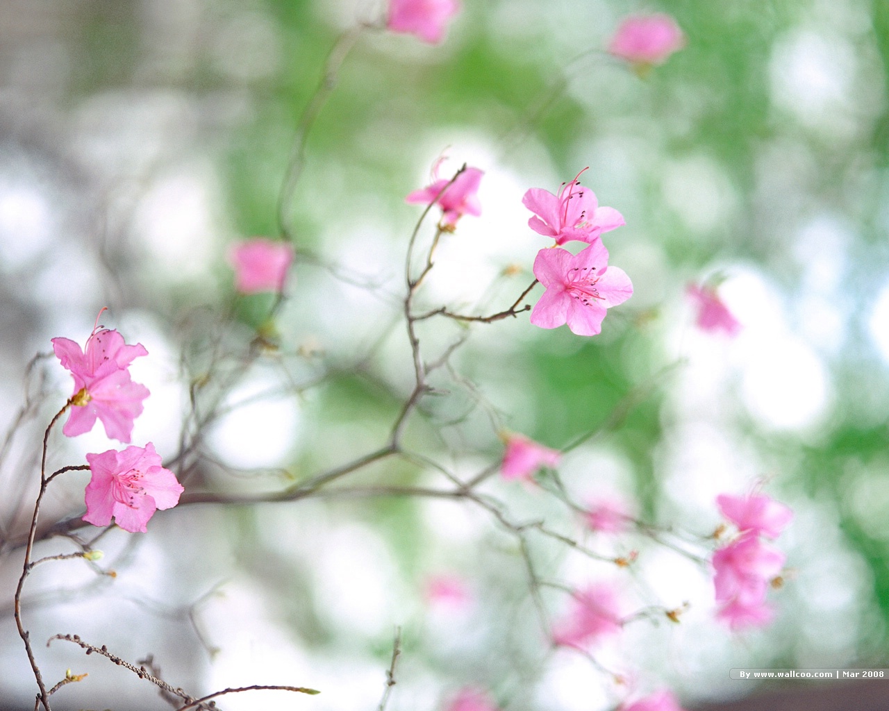 壁纸1280x1024 春天风景图片 春季摄影 Nature Scene in Spring Season壁纸 春天的气息壁纸 春天的气息图片 春天的气息素材 风景壁纸 风景图库 风景图片素材桌面壁纸