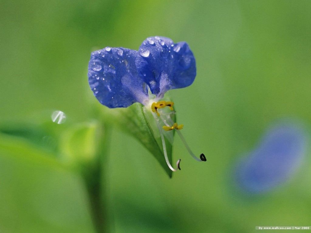 壁纸1024x768 春天的图片 春季主题壁纸 Nature Scene in Spring Season壁纸 春天的气息壁纸 春天的气息图片 春天的气息素材 风景壁纸 风景图库 风景图片素材桌面壁纸