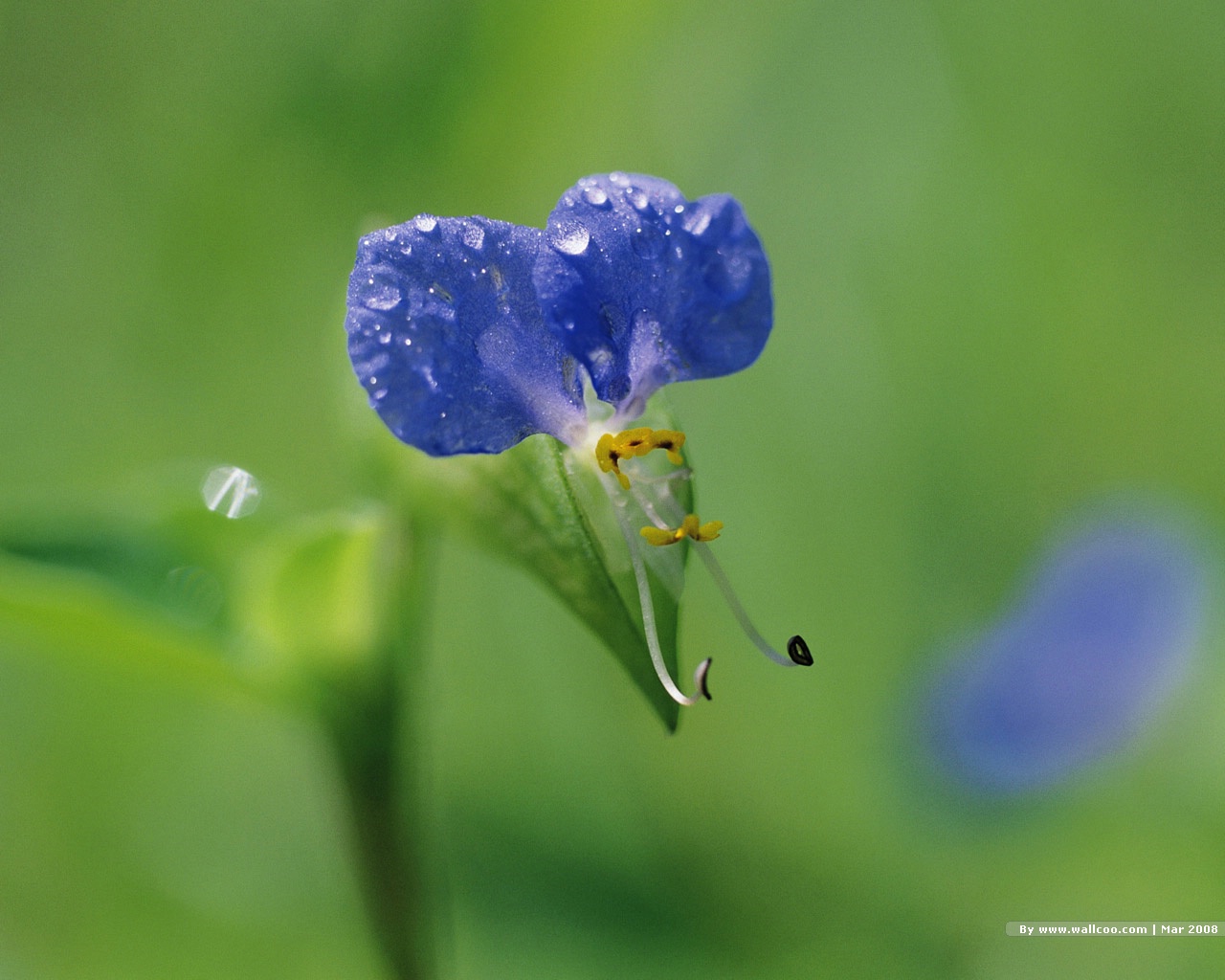 壁纸1280x1024 春天的图片 春季主题壁纸 Nature Scene in Spring Season壁纸 春天的气息壁纸 春天的气息图片 春天的气息素材 风景壁纸 风景图库 风景图片素材桌面壁纸