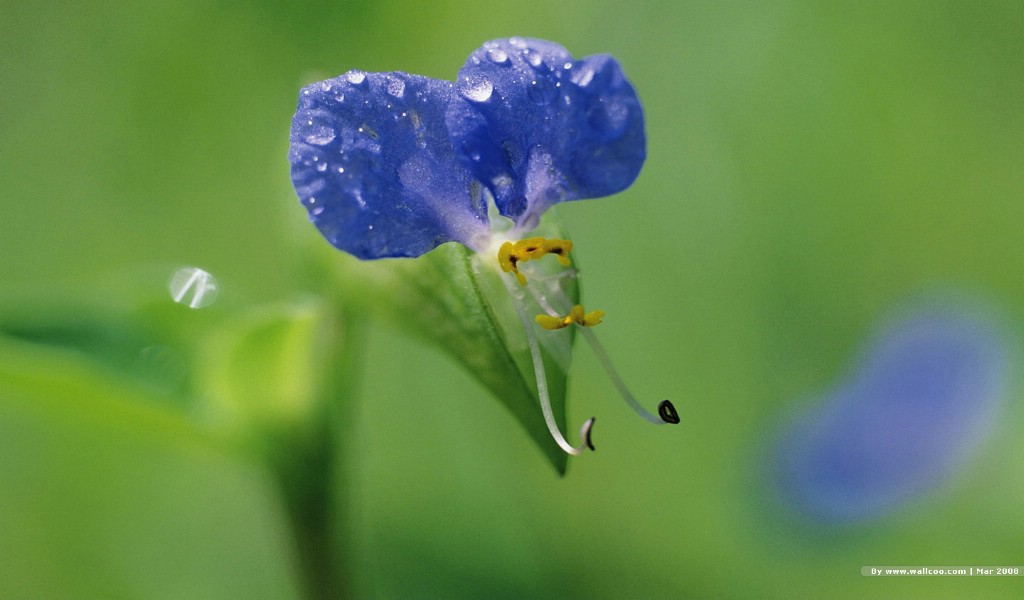 壁纸1024x600 春天的图片 春季主题壁纸 Nature Scene in Spring Season壁纸 春天的气息壁纸 春天的气息图片 春天的气息素材 风景壁纸 风景图库 风景图片素材桌面壁纸