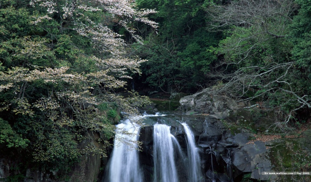 壁纸1024x600 春天的图片 春季主题壁纸 Nature Scene in Spring Season壁纸 春天的气息壁纸 春天的气息图片 春天的气息素材 风景壁纸 风景图库 风景图片素材桌面壁纸