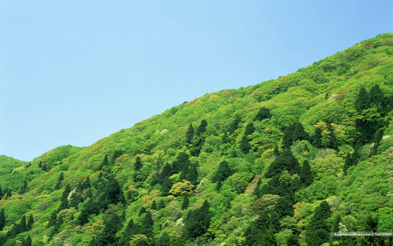 壁纸1280x800 春天的图片 春季主题壁纸 Nature Scene in Spring Season壁纸 春天的气息壁纸 春天的气息图片 春天的气息素材 风景壁纸 风景图库 风景图片素材桌面壁纸