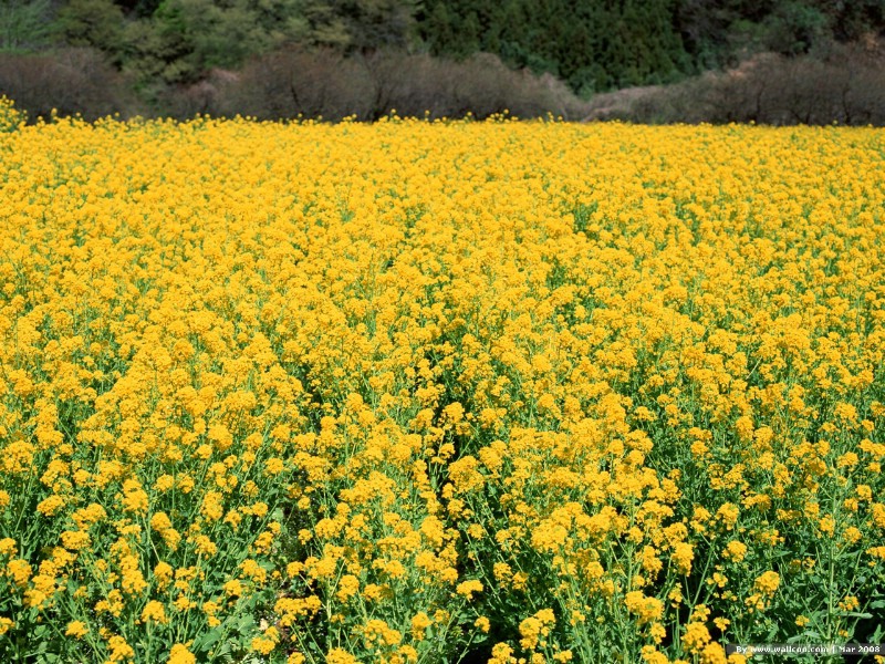 壁纸800x600 春天风景图片 春季摄影 Nature Scene in Spring Season壁纸 春天的气息壁纸 春天的气息图片 春天的气息素材 风景壁纸 风景图库 风景图片素材桌面壁纸