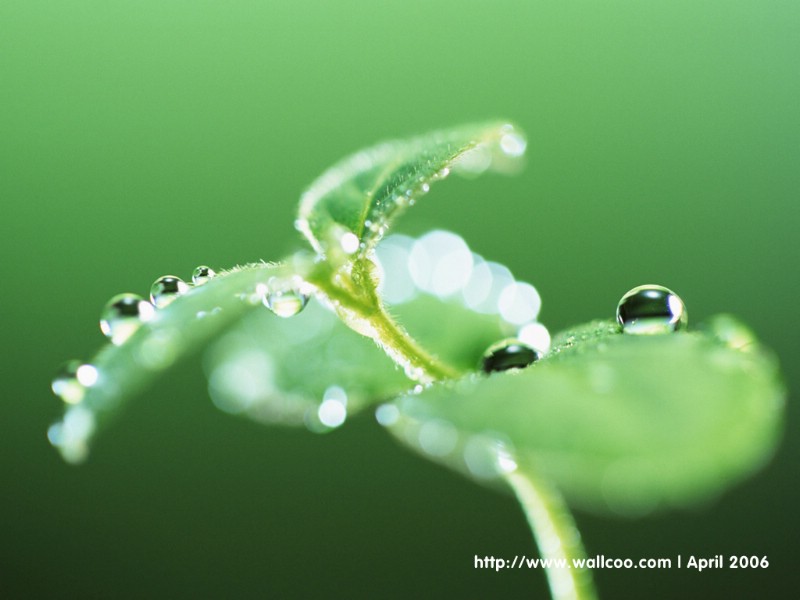 壁纸800x600春天主题壁纸 露珠与绿叶 绿叶上的露珠图片壁纸 Desktop wallpaper of dewdrop on leaves壁纸 春天主题壁纸露珠与绿叶壁纸 春天主题壁纸露珠与绿叶图片 春天主题壁纸露珠与绿叶素材 风景壁纸 风景图库 风景图片素材桌面壁纸