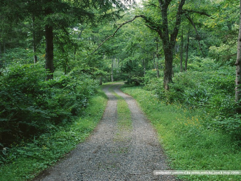 壁纸800x600道路美景 林荫小径 林荫小径图片壁纸 Desktop Wallpaper of Green Pathway壁纸 道路美景林荫小径壁纸 道路美景林荫小径图片 道路美景林荫小径素材 风景壁纸 风景图库 风景图片素材桌面壁纸