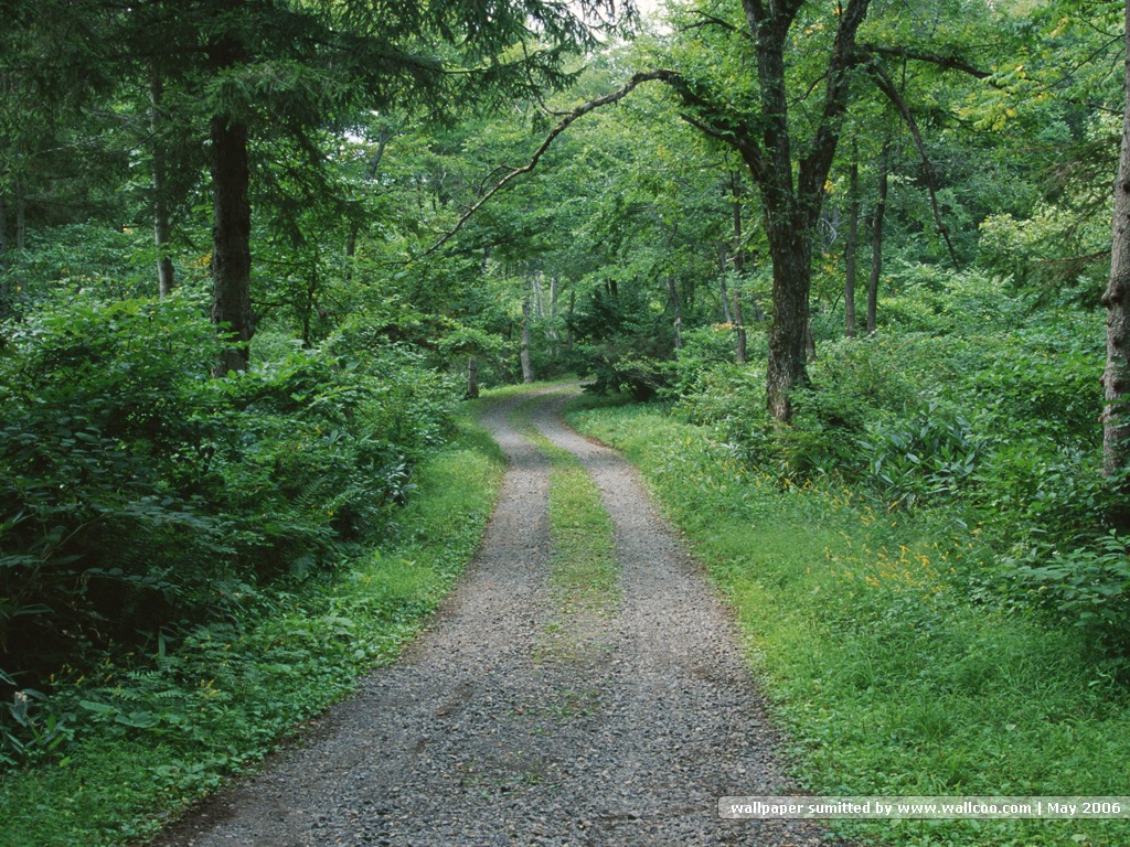 壁纸1024x768道路美景 林荫小径 林荫小径图片壁纸 Desktop Wallpaper of Green Pathway壁纸 道路美景林荫小径壁纸 道路美景林荫小径图片 道路美景林荫小径素材 风景壁纸 风景图库 风景图片素材桌面壁纸