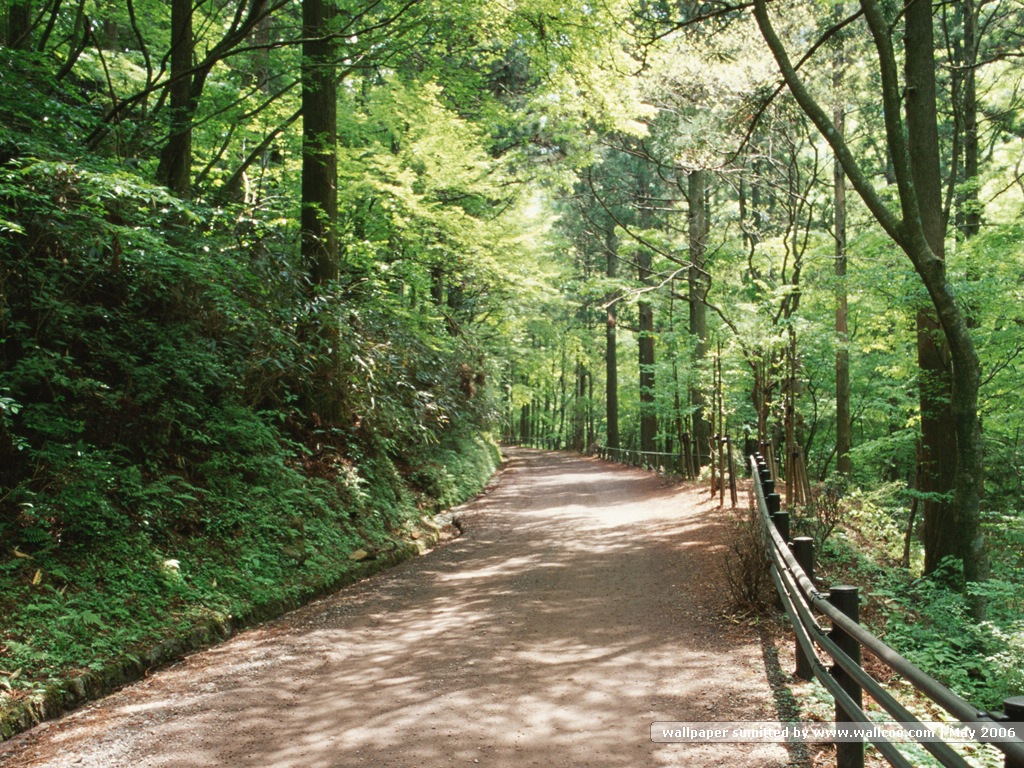 壁纸1024x768道路美景 林荫小径 林荫小径图片壁纸 Desktop Wallpaper of Green Pathway壁纸 道路美景林荫小径壁纸 道路美景林荫小径图片 道路美景林荫小径素材 风景壁纸 风景图库 风景图片素材桌面壁纸