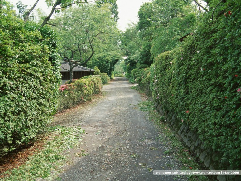 壁纸800x600道路美景 林荫小径 林荫小径图片壁纸 Desktop Wallpaper of Green Pathway壁纸 道路美景林荫小径壁纸 道路美景林荫小径图片 道路美景林荫小径素材 风景壁纸 风景图库 风景图片素材桌面壁纸