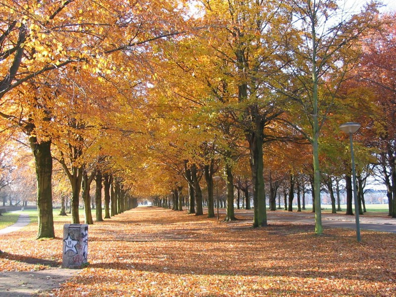 壁纸800x600 秋天道路图片壁纸 Desktop Wallpaper of Country Road in Autumn壁纸 道路秋景壁纸 道路秋景图片 道路秋景素材 风景壁纸 风景图库 风景图片素材桌面壁纸