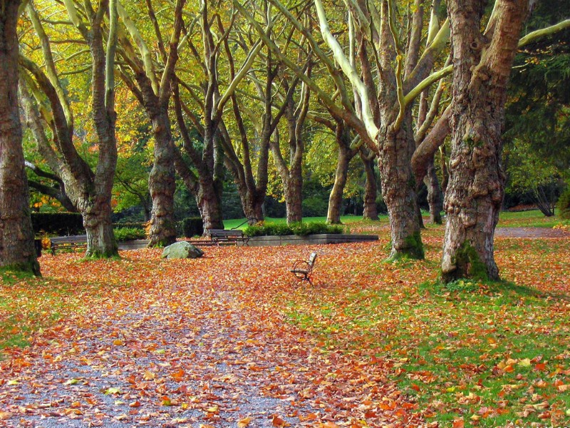 壁纸800x600 秋天道路图片壁纸 Desktop Wallpaper of Country Road in Autumn壁纸 道路秋景壁纸 道路秋景图片 道路秋景素材 风景壁纸 风景图库 风景图片素材桌面壁纸