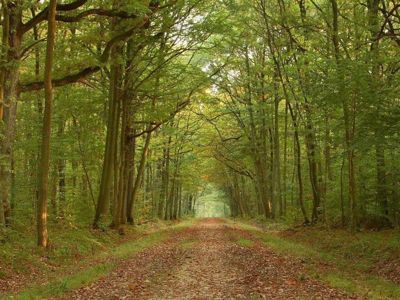 壁纸800x600 秋天道路图片壁纸 Desktop Wallpaper of Country Road in Autumn壁纸 道路秋景壁纸 道路秋景图片 道路秋景素材 风景壁纸 风景图库 风景图片素材桌面壁纸