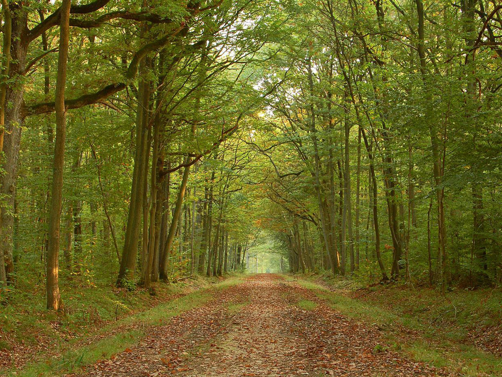 壁纸1024x768 秋天道路图片壁纸 Desktop Wallpaper of Country Road in Autumn壁纸 道路秋景壁纸 道路秋景图片 道路秋景素材 风景壁纸 风景图库 风景图片素材桌面壁纸