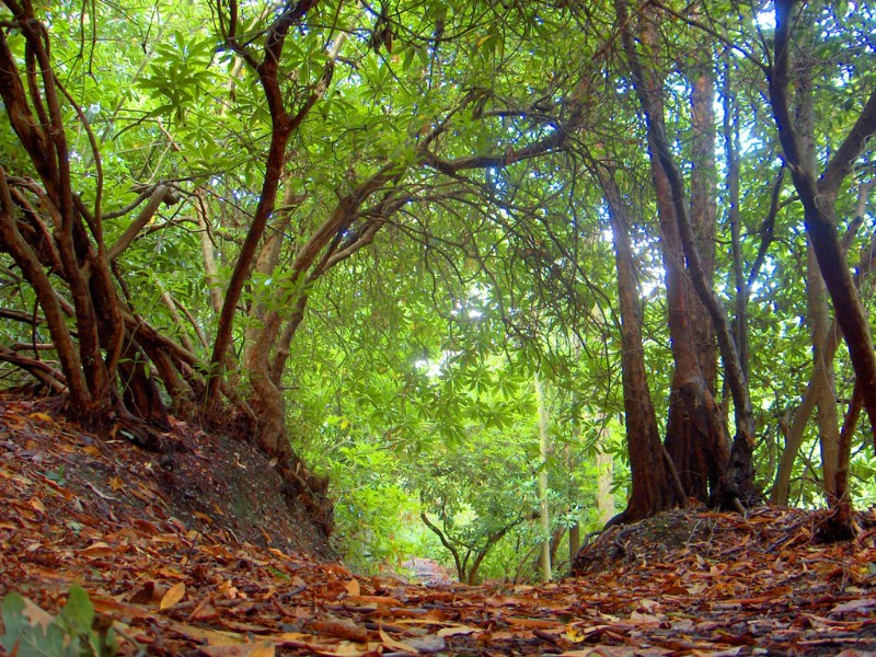 壁纸800x600 秋天道路图片壁纸 Desktop Wallpaper of Country Road in Autumn壁纸 道路秋景壁纸 道路秋景图片 道路秋景素材 风景壁纸 风景图库 风景图片素材桌面壁纸