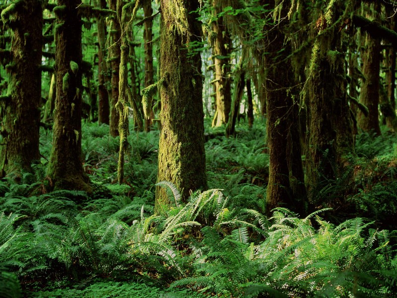 壁纸800x600地球瑰宝 大尺寸自然风景壁纸精选 第三辑 Quinault Rainforest Washington 华盛顿 葵纳特雨林图片壁纸壁纸 地球瑰宝大尺寸自然风景壁纸精选 第三辑壁纸 地球瑰宝大尺寸自然风景壁纸精选 第三辑图片 地球瑰宝大尺寸自然风景壁纸精选 第三辑素材 风景壁纸 风景图库 风景图片素材桌面壁纸