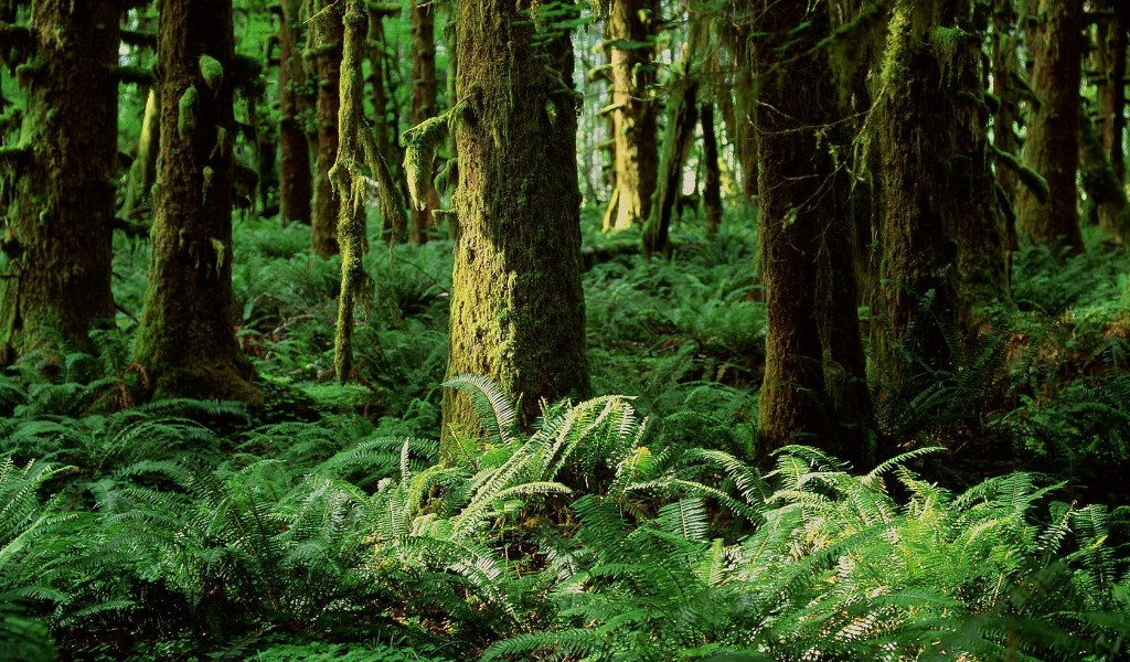 壁纸1024x600地球瑰宝 大尺寸自然风景壁纸精选 第三辑 Quinault Rainforest Washington 华盛顿 葵纳特雨林图片壁纸壁纸 地球瑰宝大尺寸自然风景壁纸精选 第三辑壁纸 地球瑰宝大尺寸自然风景壁纸精选 第三辑图片 地球瑰宝大尺寸自然风景壁纸精选 第三辑素材 风景壁纸 风景图库 风景图片素材桌面壁纸