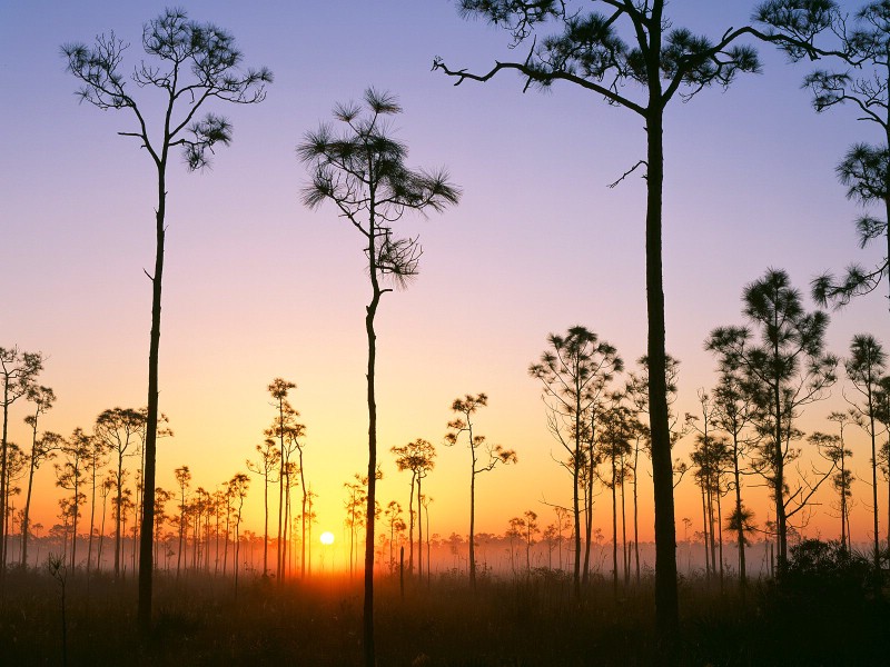 壁纸800x600地球瑰宝 大尺寸自然风景壁纸精选 第一辑 Silhouetted Pines at Sunrise Everglades National Park Florida 佛罗里达州 大沼泽地国家公园日出图片壁纸壁纸 地球瑰宝大尺寸自然风景壁纸精选 第一辑壁纸 地球瑰宝大尺寸自然风景壁纸精选 第一辑图片 地球瑰宝大尺寸自然风景壁纸精选 第一辑素材 风景壁纸 风景图库 风景图片素材桌面壁纸