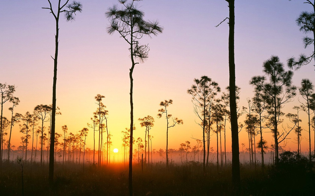 壁纸1280x800地球瑰宝 大尺寸自然风景壁纸精选 第一辑 Silhouetted Pines at Sunrise Everglades National Park Florida 佛罗里达州 大沼泽地国家公园日出图片壁纸壁纸 地球瑰宝大尺寸自然风景壁纸精选 第一辑壁纸 地球瑰宝大尺寸自然风景壁纸精选 第一辑图片 地球瑰宝大尺寸自然风景壁纸精选 第一辑素材 风景壁纸 风景图库 风景图片素材桌面壁纸