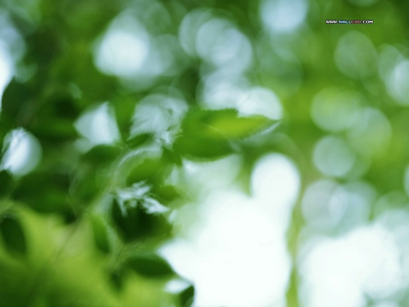 壁纸800x600 绿色树叶树木主题图片 Desktop wallpaper of Green Leaves壁纸 风景摄影系列(一)绿意盈盈壁纸 风景摄影系列(一)绿意盈盈图片 风景摄影系列(一)绿意盈盈素材 风景壁纸 风景图库 风景图片素材桌面壁纸