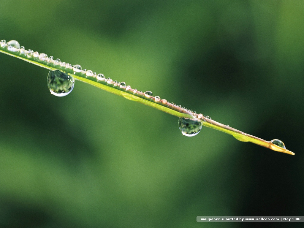 壁纸1024x768 绿叶上的露珠图片壁纸 Desktop wallpaper of dewdrop on leaves壁纸 露珠与绿叶(二)壁纸 露珠与绿叶(二)图片 露珠与绿叶(二)素材 风景壁纸 风景图库 风景图片素材桌面壁纸