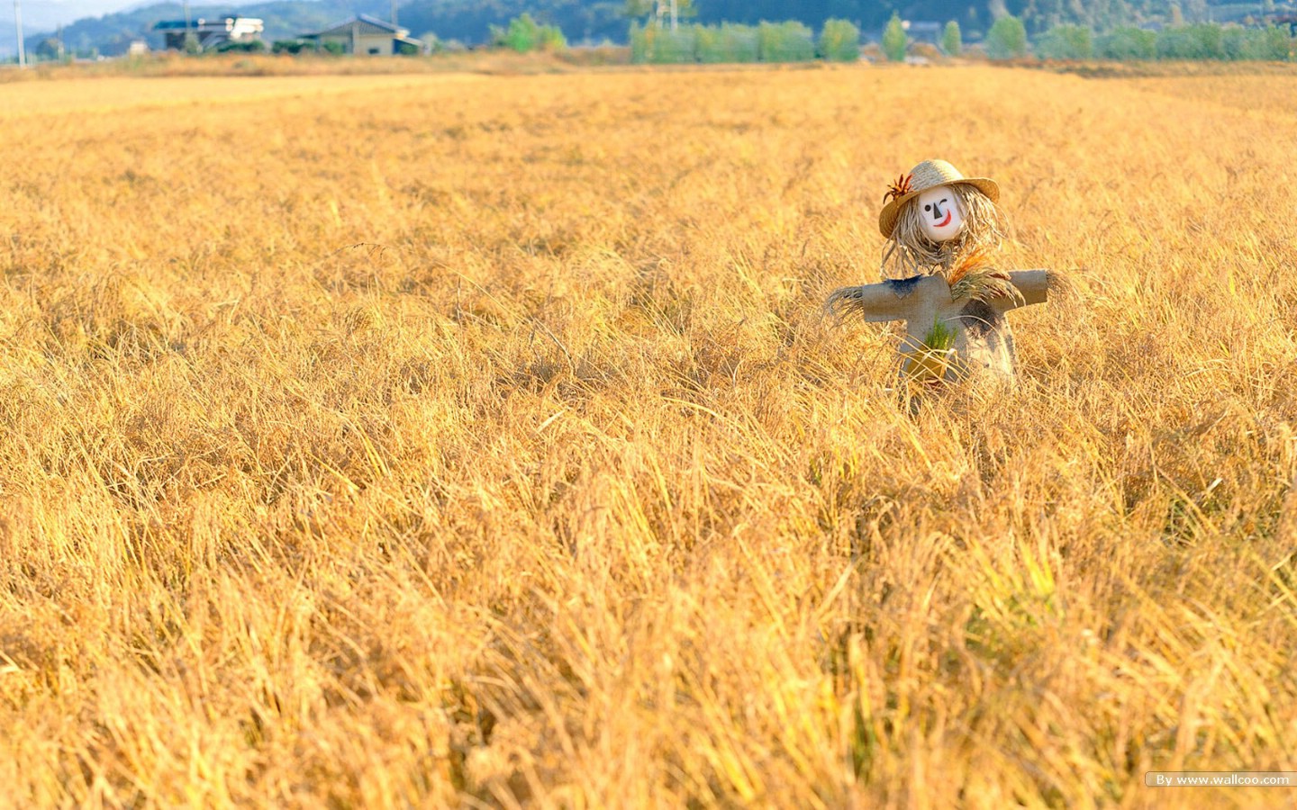 壁纸1440x900壁纸 稻草人壁纸 金色之秋摄影壁纸壁纸 浓浓秋色-秋天树叶摄影壁纸 浓浓秋色-秋天树叶摄影图片 浓浓秋色-秋天树叶摄影素材 风景壁纸 风景图库 风景图片素材桌面壁纸