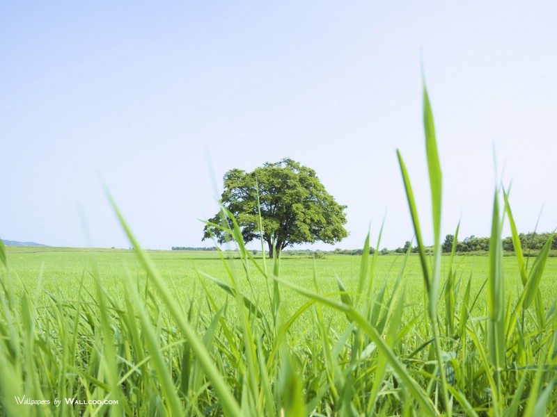 壁纸800x600 Vast Grassland Photos Grassland with single Tree壁纸 青青草原-草原天空摄影壁纸壁纸 青青草原-草原天空摄影壁纸图片 青青草原-草原天空摄影壁纸素材 风景壁纸 风景图库 风景图片素材桌面壁纸