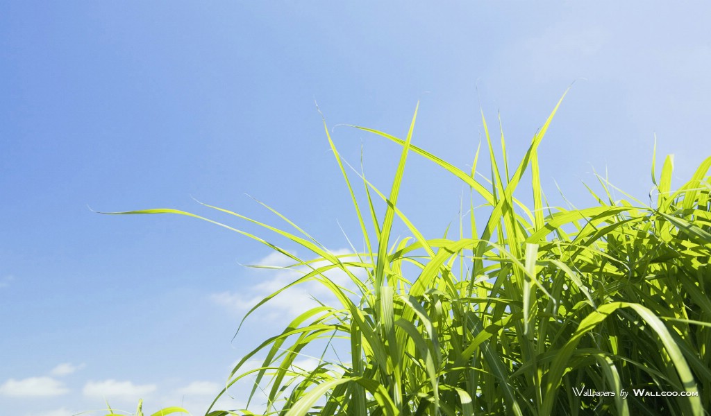 壁纸1024x600 Green Grass Photos Grassland under blue Sky壁纸 青青草原-草原天空摄影壁纸壁纸 青青草原-草原天空摄影壁纸图片 青青草原-草原天空摄影壁纸素材 风景壁纸 风景图库 风景图片素材桌面壁纸