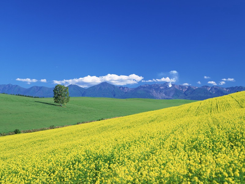 壁纸800x600Hokkaido  日本北海道田园风景壁纸 日本北海道之旅(一)壁纸 日本北海道之旅(一)图片 日本北海道之旅(一)素材 风景壁纸 风景图库 风景图片素材桌面壁纸