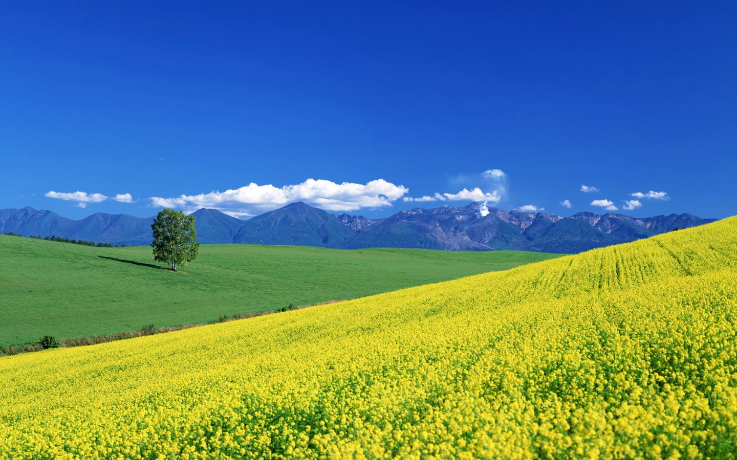 壁纸1440x900Hokkaido  日本北海道田园风景壁纸 日本北海道之旅(一)壁纸 日本北海道之旅(一)图片 日本北海道之旅(一)素材 风景壁纸 风景图库 风景图片素材桌面壁纸