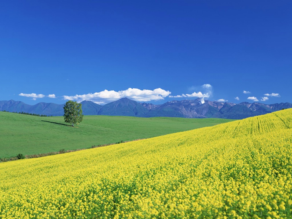 壁纸1024x768Hokkaido  日本北海道田园风景壁纸 日本北海道之旅(一)壁纸 日本北海道之旅(一)图片 日本北海道之旅(一)素材 风景壁纸 风景图库 风景图片素材桌面壁纸