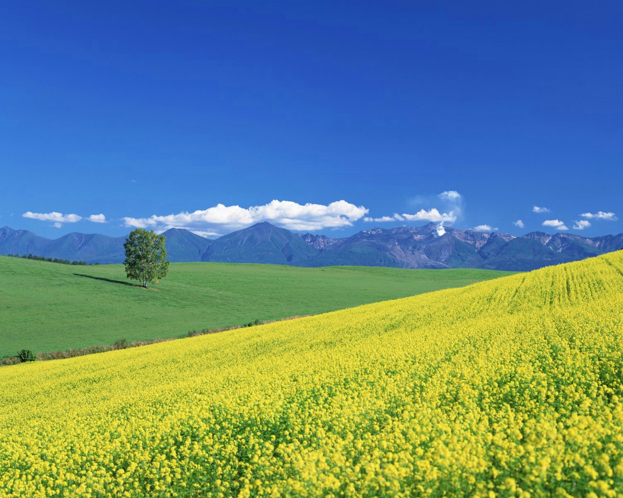 壁纸1280x1024Hokkaido  日本北海道田园风景壁纸 日本北海道之旅(一)壁纸 日本北海道之旅(一)图片 日本北海道之旅(一)素材 风景壁纸 风景图库 风景图片素材桌面壁纸