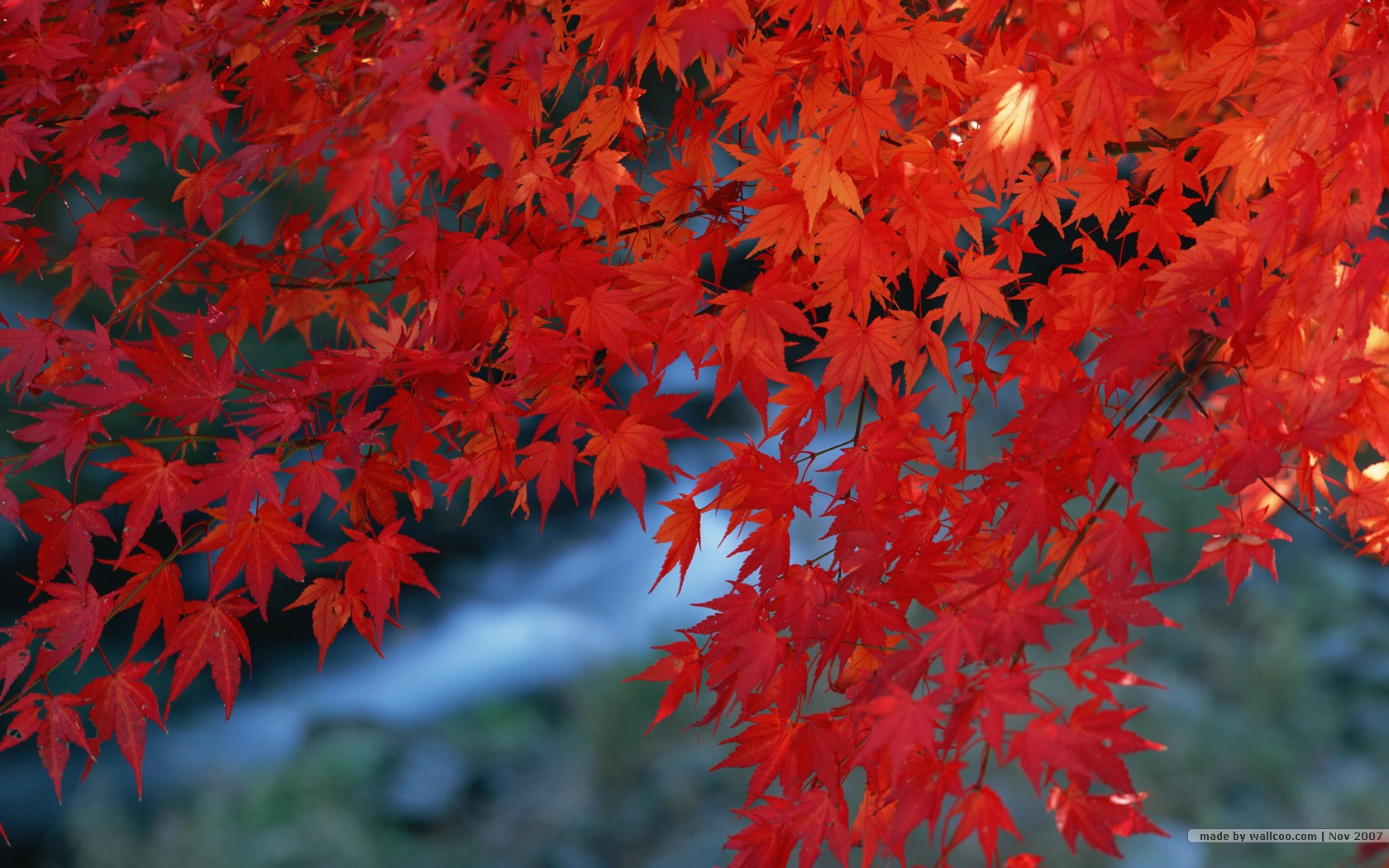 壁纸1680x1050深秋即景 秋天风景壁纸 秋季风光壁纸 树木与红叶 Wallpaper of fall season Colors壁纸 深秋即景秋天风景壁纸壁纸 深秋即景秋天风景壁纸图片 深秋即景秋天风景壁纸素材 风景壁纸 风景图库 风景图片素材桌面壁纸